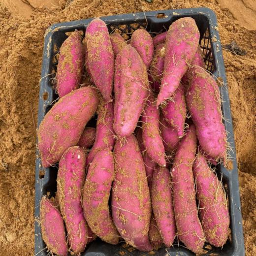 【海南桥头地瓜（富硒）】粉糯香甜、无丝无筋、入口即化，含有人体所需元素“硒”，既好吃又营养，亦是长寿之乡的地理标志产品~ 商品图7