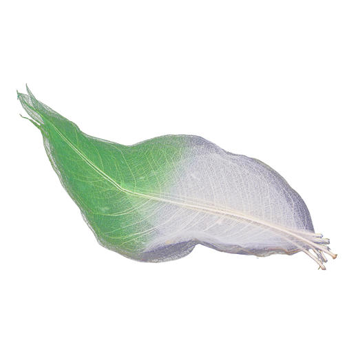 亚马逊蝉翼叶每包50片 商品图3