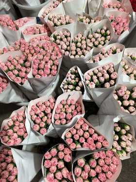 粉色康乃馨单头20支