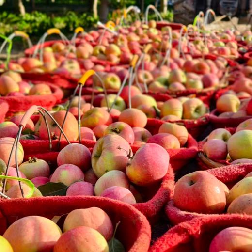 新疆阿克苏樱桃小苹果🍎【顺丰快递，樱桃苹果纯甜，糖分比较高，收到后冰箱保存】 商品图7