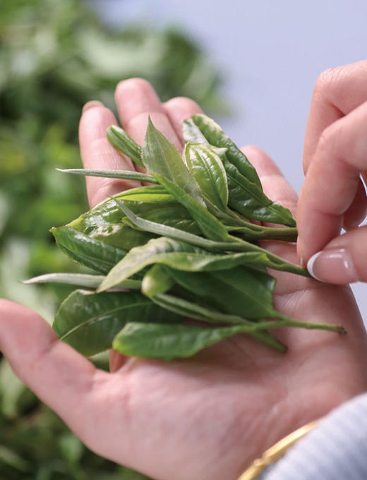 现货现发 2026年那卡头春200克生茶饼 商品图6