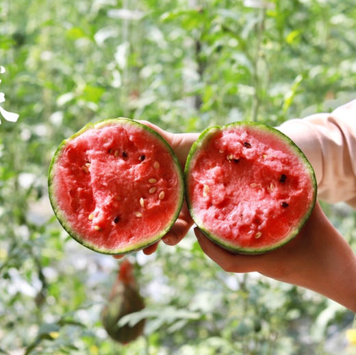 【基地直发】 山东珍珠红红瓤小西瓜，瓜皮翠绿，果肉红艳，皮薄且脆，可以徒手剥皮，吊瓜种植，净重4.5-5斤/2枚礼盒装 商品图2