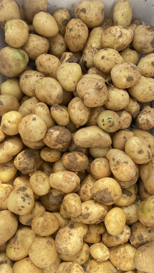 鸿翠园 有机新小土豆 商品图5