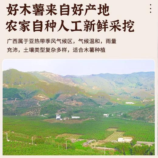 【广西黄心木薯】营养粗粮粉糯可口 香甜起沙软糯回甘 商品图2