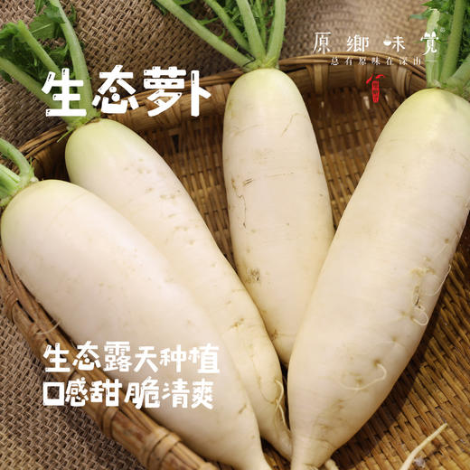 生态萝卜/白萝卜/长萝卜（农场直发-顺丰包邮）| 长萝卜5斤/箱，成都郫都区基地【原乡农场，自产自销】 商品图0
