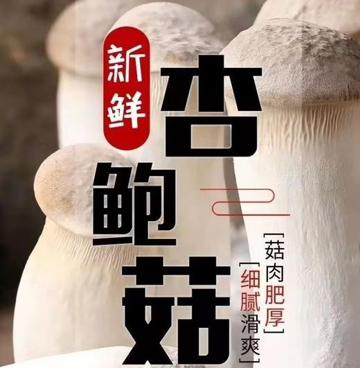【YC】新鲜杏鲍菇 商品图1