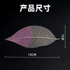 亚马逊蝉翼叶每包50片 商品缩略图2