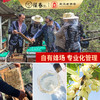 【新品尝鲜】500g小茴香蜂蜜*1瓶 商品缩略图3