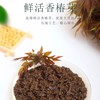 【4瓶】鲁中小将原味香椿酱 110g/瓶 商品缩略图1