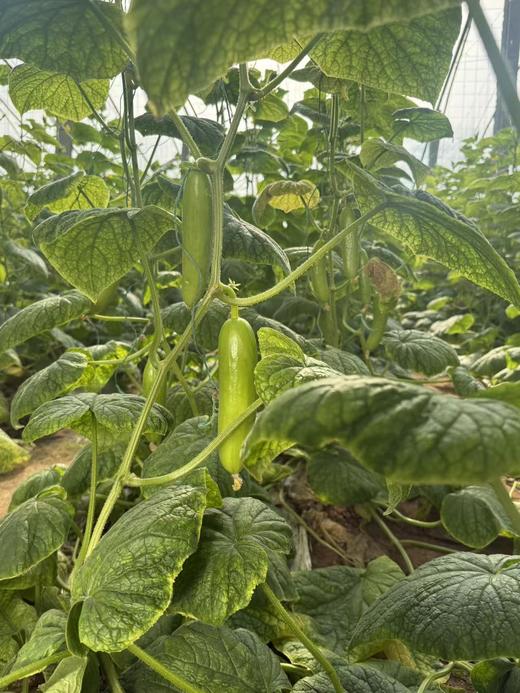 【不涩口 脆甜无渣】贝雅奶油黄瓜 无刺水果黄瓜 商品图5