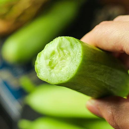 【不涩口 脆甜无渣】贝雅奶油黄瓜 无刺水果黄瓜 商品图3