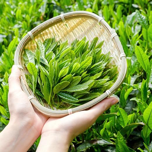 【千岛农品】千岛湖龙井（新茶上市品尝装）60g 商品图3