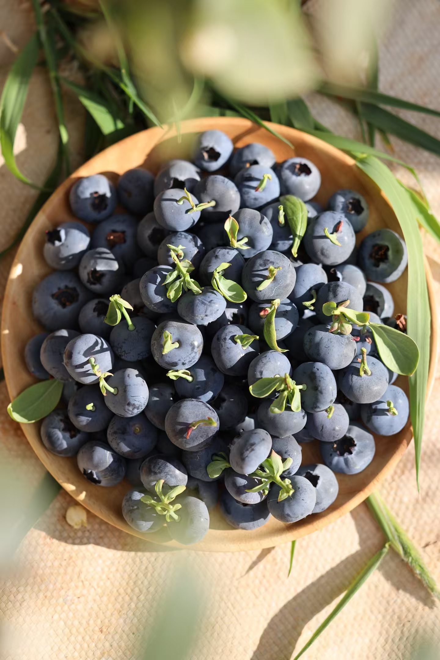 脆甜的花香蓝莓   高甜爆汁 自带花香 果肉脆甜  顺丰空运