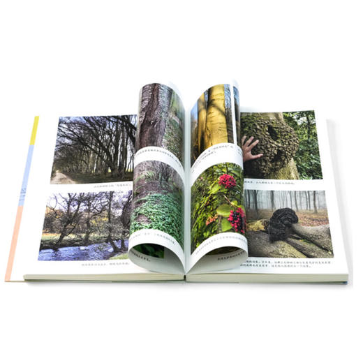 《如何阅读一棵树：探寻树木的生命密语》 商品图2