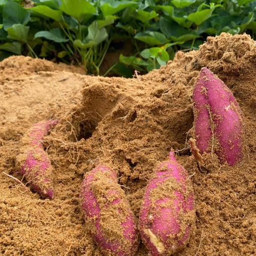 【海南桥头地瓜（富硒）】粉糯香甜、无丝无筋、入口即化，含有人体所需元素“硒”，既好吃又营养，亦是长寿之乡的地理标志产品~ 商品图10