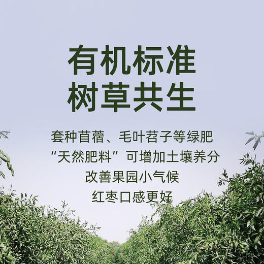 自营-新疆有机即食红枣260g 商品图4