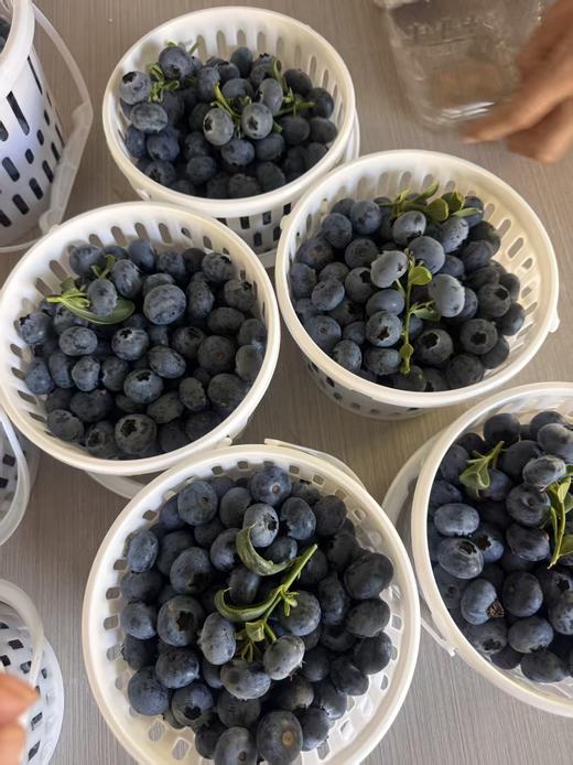 脆甜的花香蓝莓   高甜爆汁 自带花香 果肉脆甜  顺丰空运 商品图1