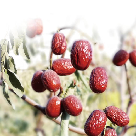 自营-新疆有机即食红枣260g 商品图5
