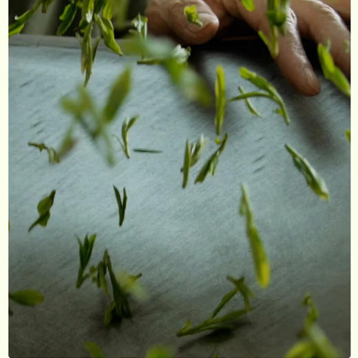 小罐茶 早春特级龙井茶15罐装（银罐） 商品图4