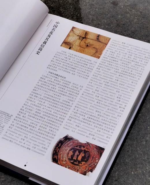 【1.3折】《中国名花》，布面精装，16开，铜版彩印，锁线装，张启翔著，323页，云南人民出版社1999年版，定价520，售价68元。品相95成。 商品图4