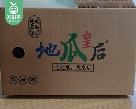 地瓜皇后·六鳌沙地红蜜薯-精选（净重约1.5kg/袋 6-8根） 商品图3
