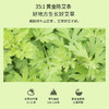 正安 黄金艾条(35:1)增强版 南阳伏牛山灸而不燥不掉灰 艾草艾叶纸艾条阳气 阳虚久吹空调着凉小朋友体弱者 悬艾灸专业艾灸温敷用品 黄金艾条增强版*6根/盒 商品缩略图2