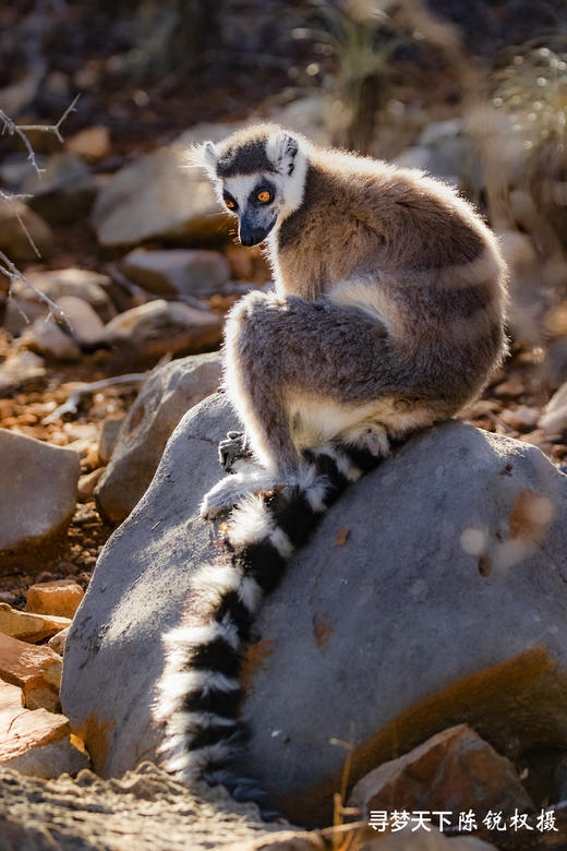 2026塞舌尔+毛里求斯+留尼汪+马达加斯加：探寻“印度洋上的香草四国”22天 商品图8