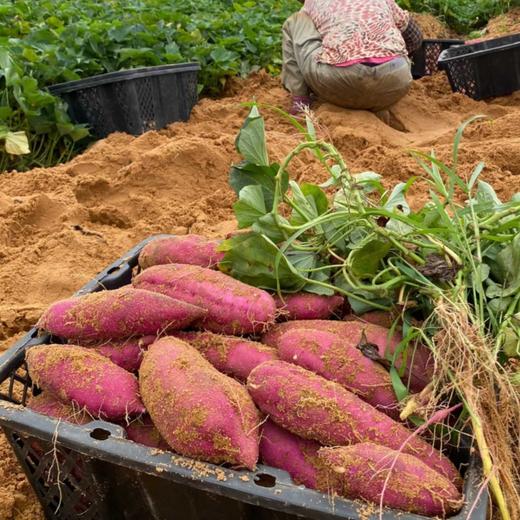 【海南桥头地瓜（富硒）】粉糯香甜、无丝无筋、入口即化，含有人体所需元素“硒”，既好吃又营养，亦是长寿之乡的地理标志产品~ 商品图5