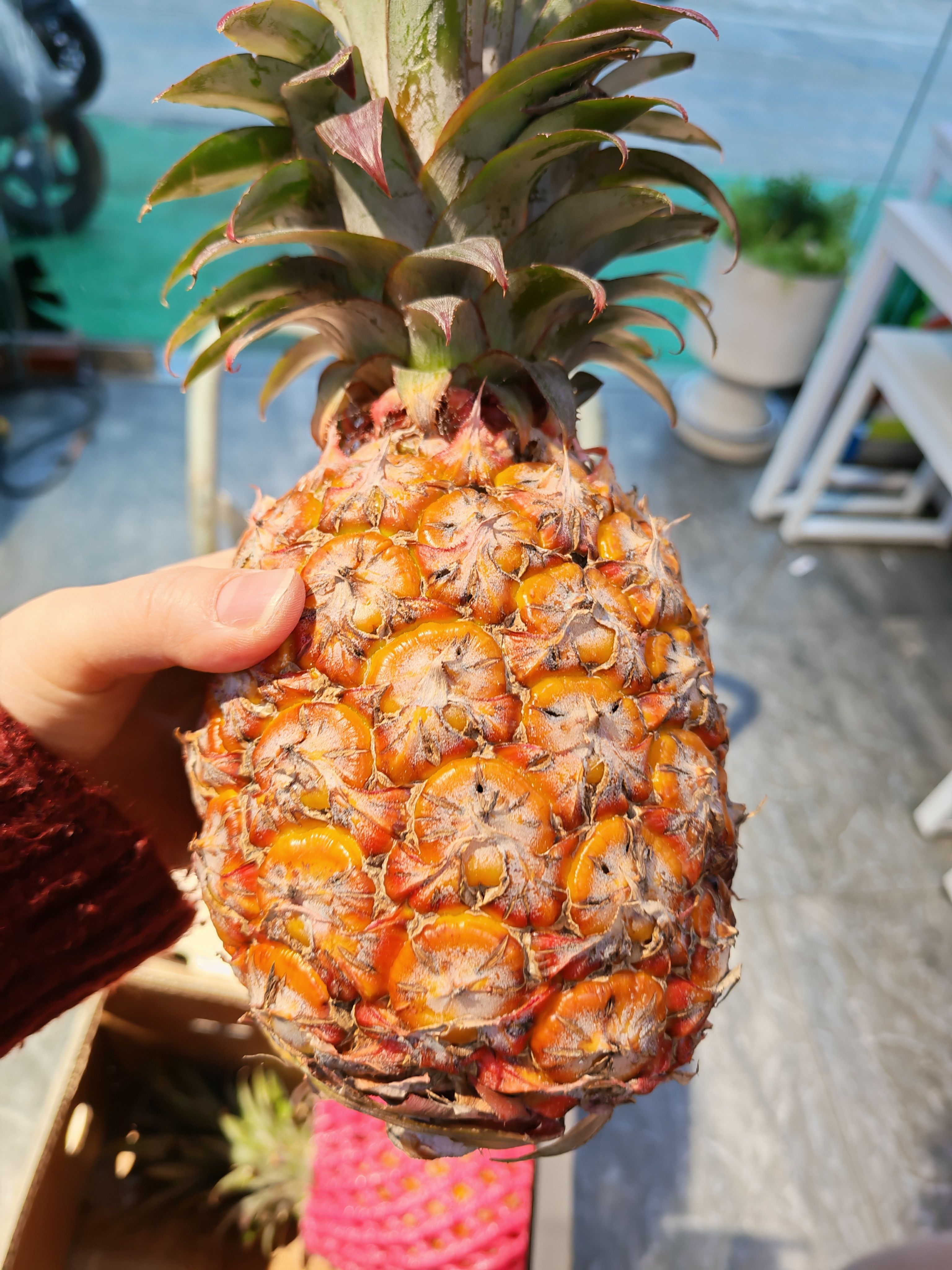 九七树上，糖果凤梨