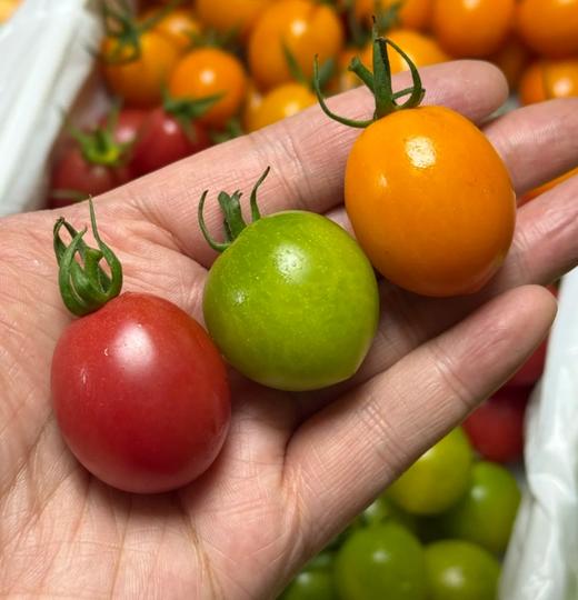 品牌电白千禧小番茄礼盒顺丰包邮*3箱 商品图0