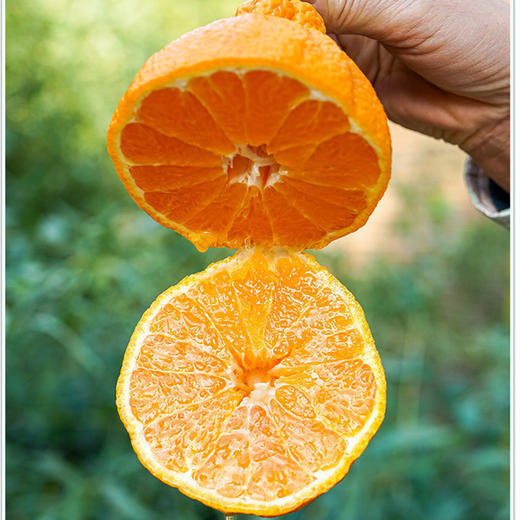 【四川不知火丑橘】脆嫩甜润、爽口无渣 商品图3