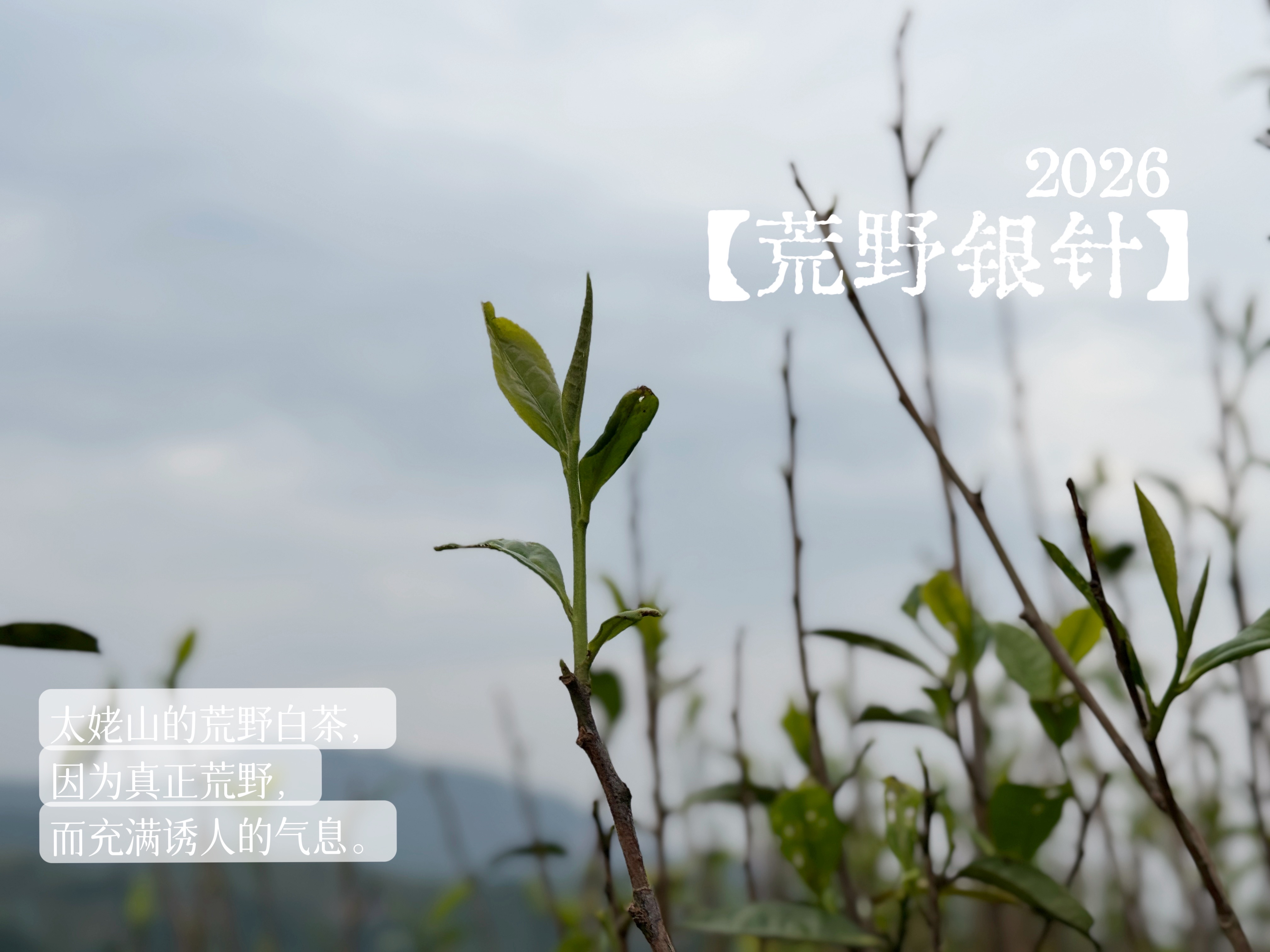 【2026春茶预订】2026荒野银针《水龙吟》，盛开在初春暖花中的碧水云天，野劲十足，野性十足！