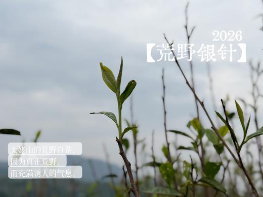 【2026春茶预订】2026荒野银针《水龙吟》，盛开在初春暖花中的碧水云天，野劲十足，野性十足！ 商品图0