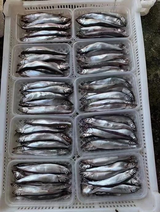 xm【好鲜刚到港】超鲜的满籽多春鱼，新鲜度满满渔船回港来货咯！今天给大家安排上，鲜度看得见，活冻！ 商品图3