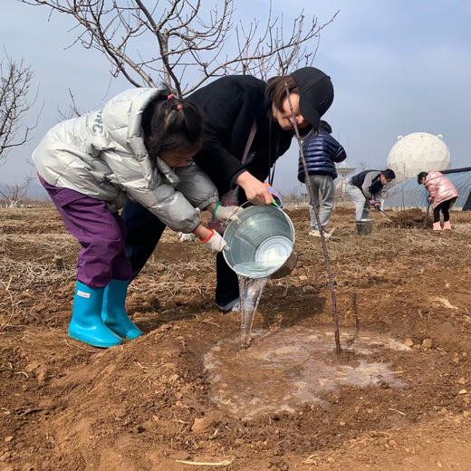 3月周末活动：「种杏树、做摇铃」「心花怒放饼干、春意花瓶」（26） 商品图2