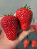 爱马仕奶油红草莓 商品缩略图3