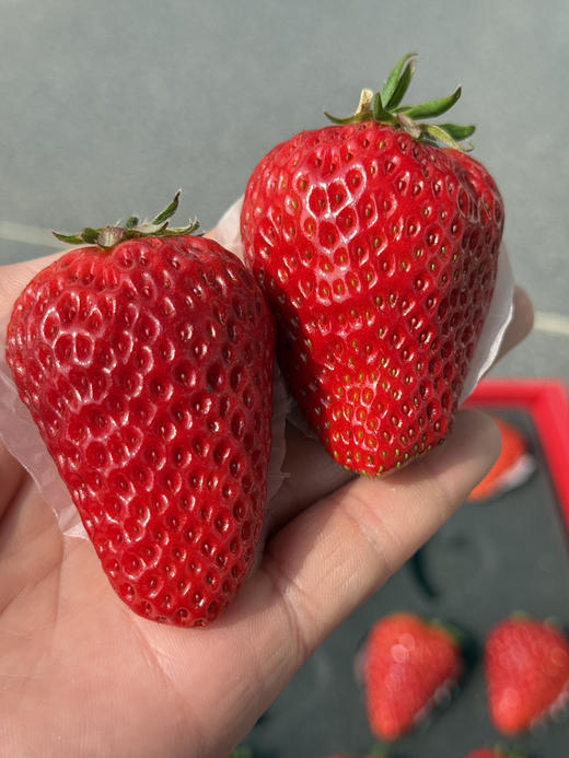 爱马仕奶油红草莓 商品图3