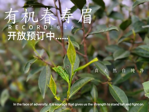 【2026春茶预订】2026有机春寿眉《芙蓉娇》、甜花香深遂得像一条花香遂道一般，漫长而幽深！ 商品图0