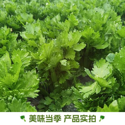 【云南高原水果清芹】脆嫩多汁清甜无渣 清香回甘生吃爽口 商品图3