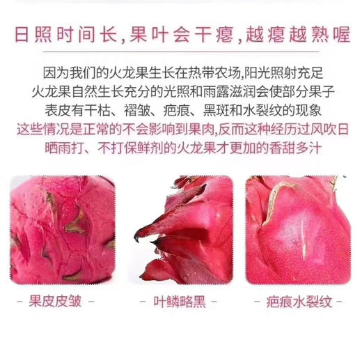海南红心火龙果 商品图7