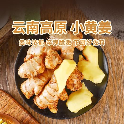 【云南文山小黄姜】生态种植姜香浓郁 肉质金黄调味佳品 商品图0