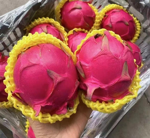 海南红心火龙果 商品图0