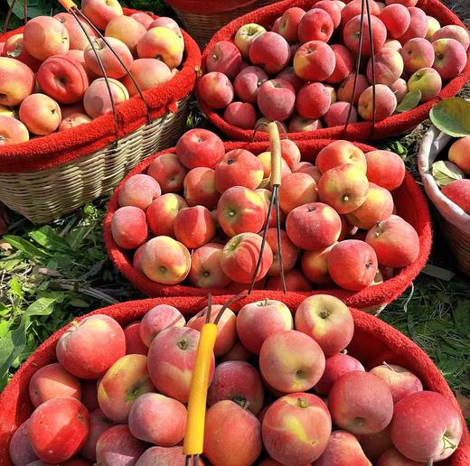 新疆阿克苏樱桃小苹果🍎【顺丰快递，樱桃苹果纯甜，糖分比较高，收到后冰箱保存】 商品图0