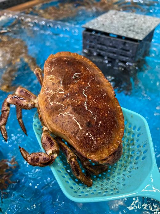 & 大面包蟹🦀满满蟹肉蟹黄，品质超赞👍【活冻】 商品图1