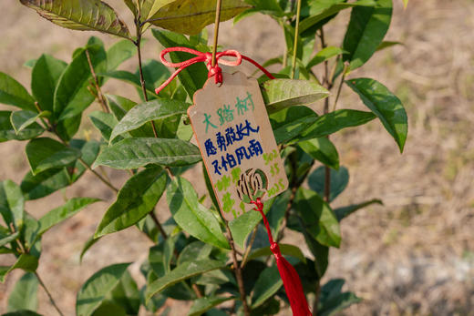 【智行研学】3.14植此新绿 商品图2