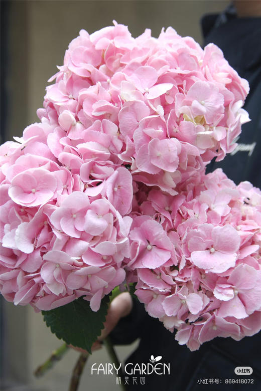 绣球粉初恋 商品图1