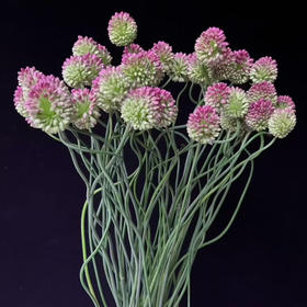 日本进口弯葱花5支