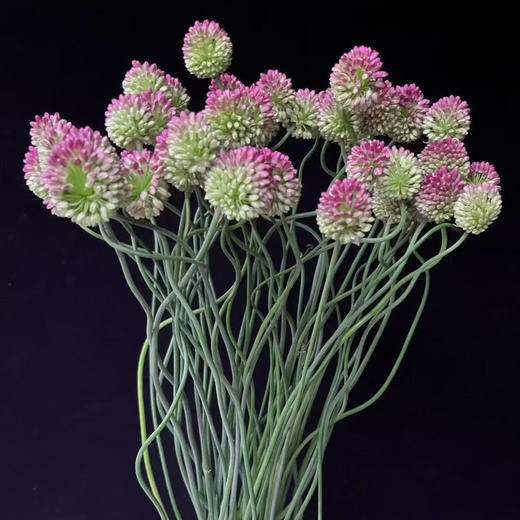 日本进口弯葱花5支 商品图0