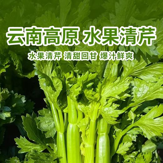 【云南高原水果清芹】脆嫩多汁清甜无渣 清香回甘生吃爽口 商品图0