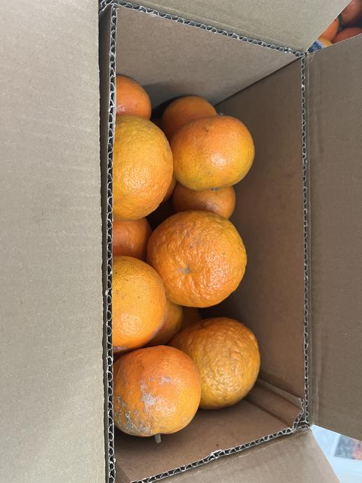 农家自种“丑”沃柑《5-6斤装》 商品图4